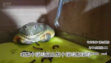 蛙哥蛙哥~ 社会我蛙哥！非洲牛蛙【爬宠阁】