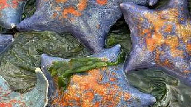 大齐赶海,发现一大片海燕海星四处乱爬,还挖到了大蛏王#赶海 #新农人