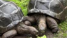 陆龟有舌头你知道吗？下雨天的俩胖子干饭速度直线降低(视频没有降速) 