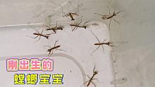 突然孵化70多只螳螂宝宝…崩溃了！