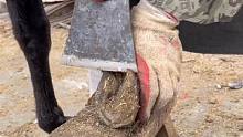 爱护动物，定期给毛驴修蹄 