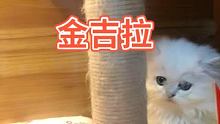 #金吉拉猫