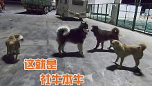 离开敦煌夜宿服务区，班戈社牛症犯了，一秒融入流浪小团体