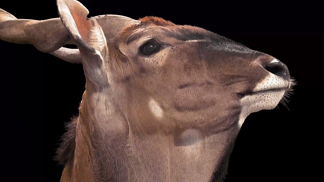 德氏大羚羊东部亚种