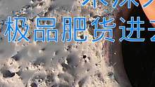 一米深大缸放海边几个月，极品肥货进去造窝谈恋爱，意外发现金色宝贝（上）#乡村新景象 #新农人计划