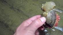 赶海发现了一只大毛蛤蜊和海葵，都是最近比较少见的#赶海赶海
