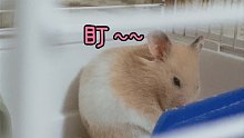 【蛋包饭】肥肥佬仓鼠无聊洗澡集合