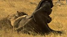 非洲旱季食物短缺，饿急眼的狮子盯上了大象宝宝并痛下杀手