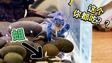 用蛆喂虾！没想到你们是这样的虾…太重口了！！