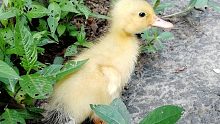 拯救一只在学校被抛弃的超可爱的小鸭子！【手机初投尝试】