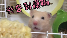 【蛋包饭】你的飞速嚼嚼小仓鼠已上线！注意查收玉米