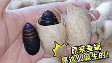 你吃的蚕蛹，最开始长这样！剪开后就是它～真好玩