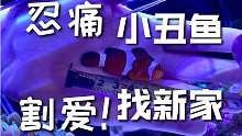 小丑鱼打架了，决定给它找个新主人