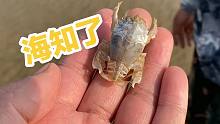 赶海挖大蛏王，在沙滩上发现一只海知了，近看长得还真像知了
