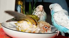三只鹦鹉聚众洗澡引围观：这么快乐我也要洗！