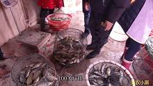 天气突然降温塘里的泥猛鱼（臭肚）都浮起来，一会就捞了一百多斤
