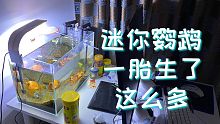 好看又好养的迷你鹦鹉鱼，你要不要来一缸