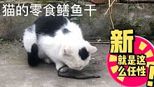 抓鳝人家里的猫伙食就是不一样，鳝鱼干当零食吃着玩，就这么任性