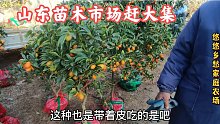 冬天里的农村苗木大集，挂满果的盆栽桔子甜蜜蜜，一盆不到10块钱