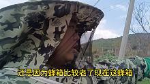这久瞎忙，小蜜蜂都养跑掉3箱了都没发现，看一下还把脸给亲肿了