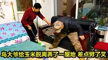 鸟大爷把玉米粒撒了一屋地，走在上面险些摔倒劈了叉，把大妈逗乐