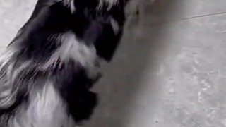 狗：無憑無據(jù)不要誹謗我??！