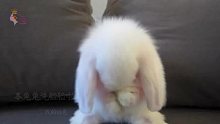 【垂耳兔】可爱的小兔子洗她的脸