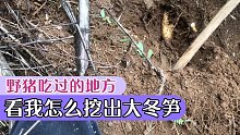 分享一下野猪吃过的地方要怎么找冬笋，你们还有更好的方法吗？