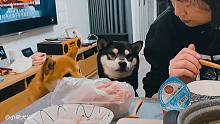 小柴犬馋火锅，贼头贼脑扒饭桌，表情实在很搞笑