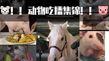 ◤动物吃播集锦◢ 超可爱ớ ₃ờ 吃播 咀嚼音  | 小猴子 小狗 小兔子 马 仓鼠 小猫