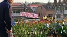楼顶菜园为防老鼠老种了十几盒蒜苗，因为种子不同，生长大不相同