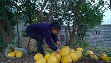 桃子家的柚子大丰收，果实累累的好诱人，费了半天时间才运回家