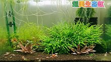 水草茂盛，小虾满缸！养个水景，享受生活～美汁汁儿！