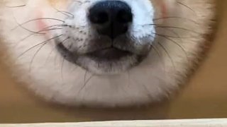 狗哥陪你跨年啦~