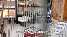 给你们露一手，阁主是训鸟高手【爬宠阁】