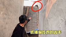 家里12只鸡被吃掉3只，以为是黄鼠狼所为，小伙看见凶手后愣住了