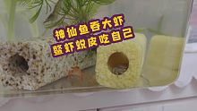 神仙鱼整吞大虾不噎死！霸气鳌虾蜕皮吃自己！