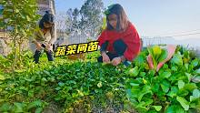 这叶子菜发芽率真是高，一片片生的特别密集，正好可以间苗来吃！