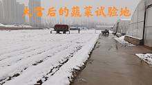郑州突降大雪，菜农要及时清理积雪，避免降雪降温影响蔬菜生产