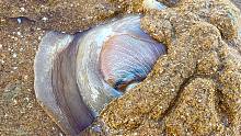 大玲赶海，沙滩上的小呼吸孔能挖出大猫眼螺，还用盐骗出大蛏王