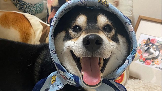 这是你见过最可爱的狼外婆!