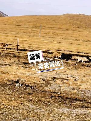 两个外甥跟着三个舅舅逛草原#藏獒 #狼 #爱护大自然保护野生动物 #牧区风景 #你好2022 #青海