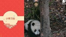 【熊猫二十四节气之小寒】小寒到，“糯米”俏