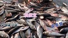 白洋淀买鱼一批接一批人，大鱼一两块一大条不称，那叫一个便宜！