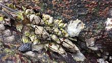 闲牛发现佛手螺的老窝了，礁石上一眼扫过去全是，密密麻麻一大片