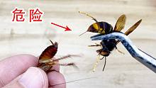 大黄蜂的毒刺到底有多厉害？被蛰一下真的会全身麻痹吗？
