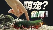 【海洋水族】这只雀尾螳螂虾有点怂？