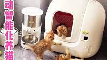 全自动化智能休闲养猫攻略，再也不用为吃饭和铲屎而发愁。