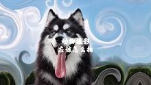 #犬类高质量阿拉斯加学好摄影给你爱美的狗子拍照吧！#阿拉斯加  #摄影摄像 #创意摄影 #萌宠 #萌