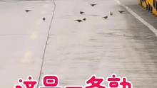 大早晨开车遇到这种情况怎么办？#不走寻常路 #我要上热门 #人与自然和谐共处 #热门 #斑鸠 #奇妙